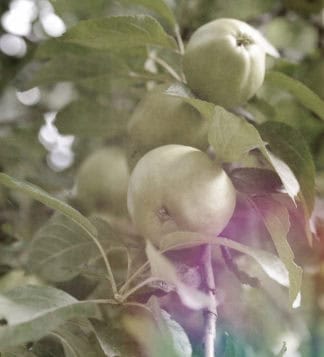 Grüne Äpfel am Baum in weicher Nahaufnahme